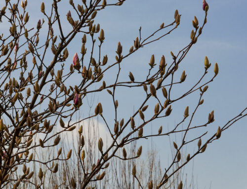 La mia magnolia sta già fiorendo